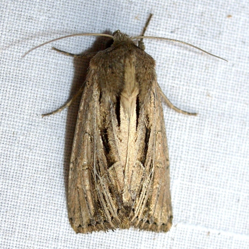 Four-lined Borer Moth
