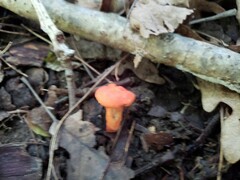 Cantharellus corallinus