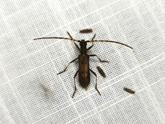 Didymocantha obliqua