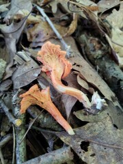 Cantharellus corallinus