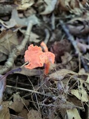 Cantharellus corallinus