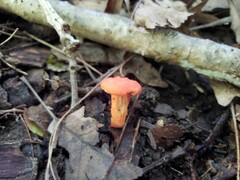 Cantharellus corallinus