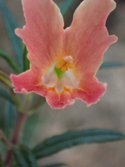 Diplacus