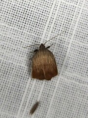 Tortricopsis pyroptis