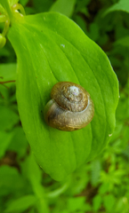 Neohelix albolabris