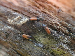 Mesites pallidipennis