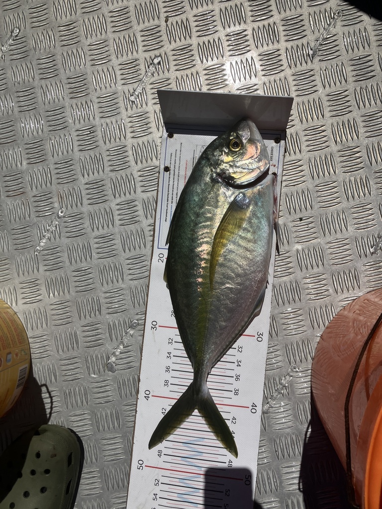 silver-trevally-from-south-pacific-ocean-wellington-nz-on-december-28