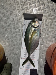 Pseudocaranx georgianus