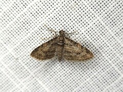 Sigilliclystis insigillata