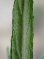 Diplacus