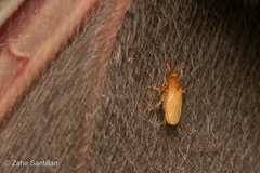 Hippoboscoidea