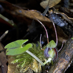 Corybas hypogaeus