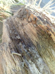 Mesites pallidipennis