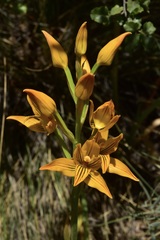 Chloraea nudilabia