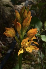 Chloraea nudilabia