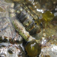 Sypharochiton pelliserpentis
