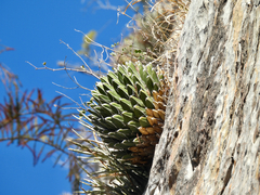 Agave victoriae-reginae
