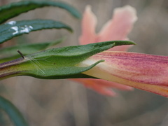 Diplacus