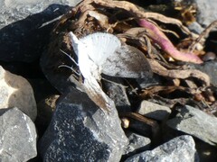 Lomographa semiclarata