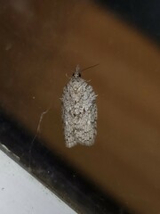 Isotenes miserana