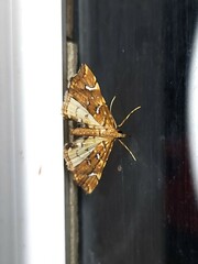 Musotima nitidalis