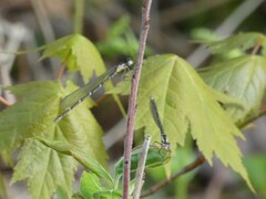 Chromagrion conditum