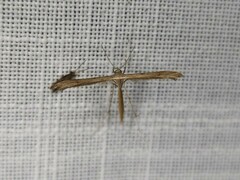 Stenoptilia zophodactylus