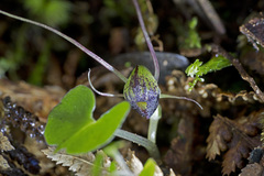 Corybas trilobus aggregate