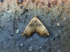 Chrysolarentia mecynata