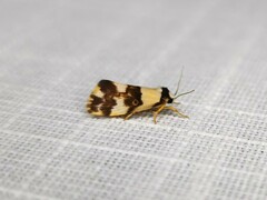 Philenora aspectalella