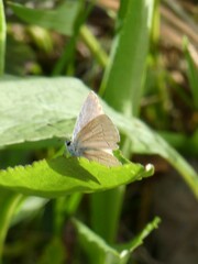 Celastrina lucia