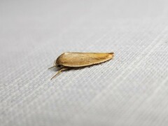 Ptyoptila matutinella