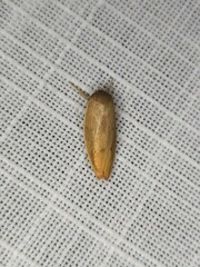 Ptyoptila matutinella