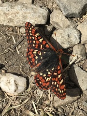 Euphydryas editha