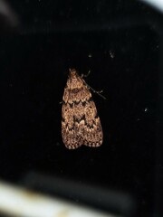 Mimaglossa nauplialis