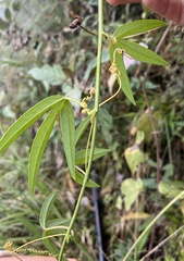 Passiflora harlingii