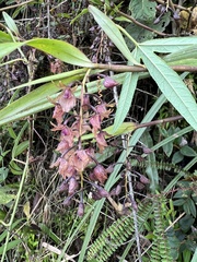 Passiflora harlingii