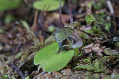 Corybas trilobus aggregate