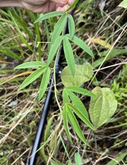 Passiflora harlingii