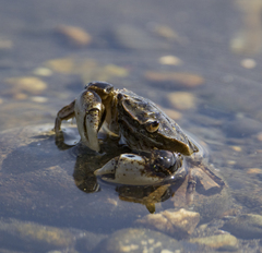Hemigrapsus crenulatus