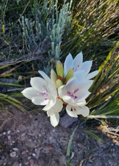Thereianthus ixioides