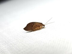 Drepanacra binocula