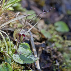 Corybas rivularis