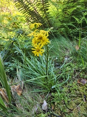 Dolichoglottis lyallii