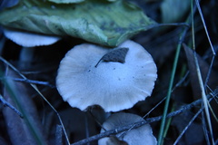 Coprinopsis uliginicola