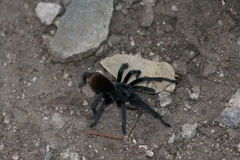 Aphonopelma madera
