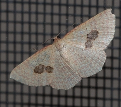 Epicyme rubropunctaria