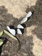 Celastrina