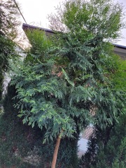 Calocedrus formosana