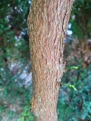 Calocedrus formosana